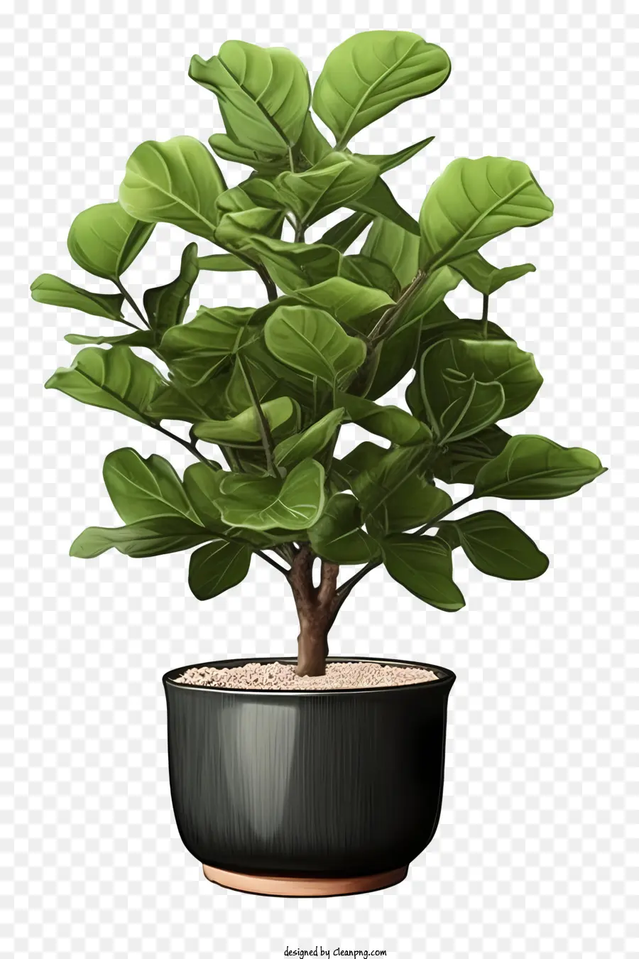 Plante De Fougère，Plante En Pot PNG