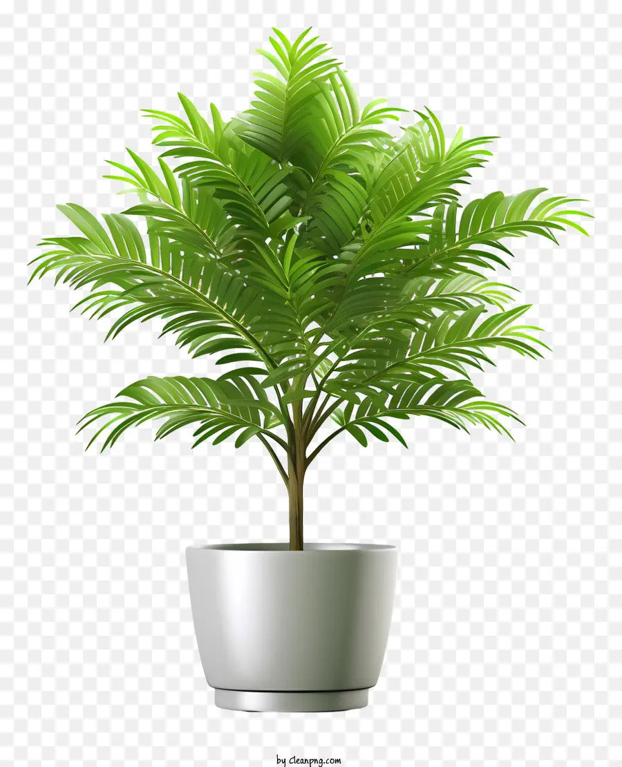 Plante En Pot，Palmier PNG