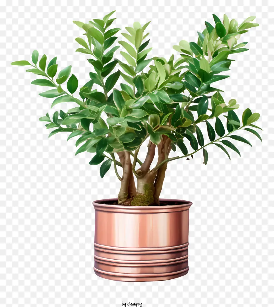 Plante，Jardinière En Cuivre PNG