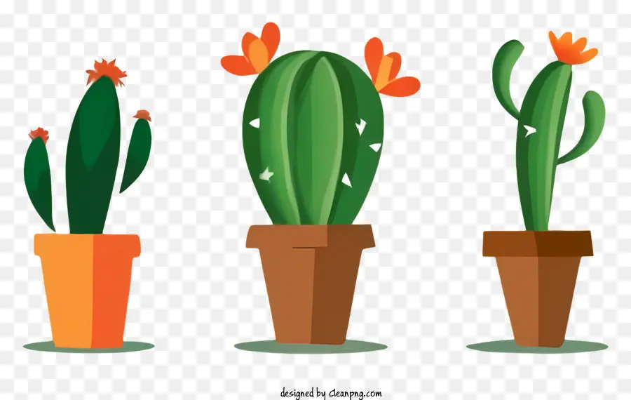 Cactus Plantes，Cactus En Pot PNG