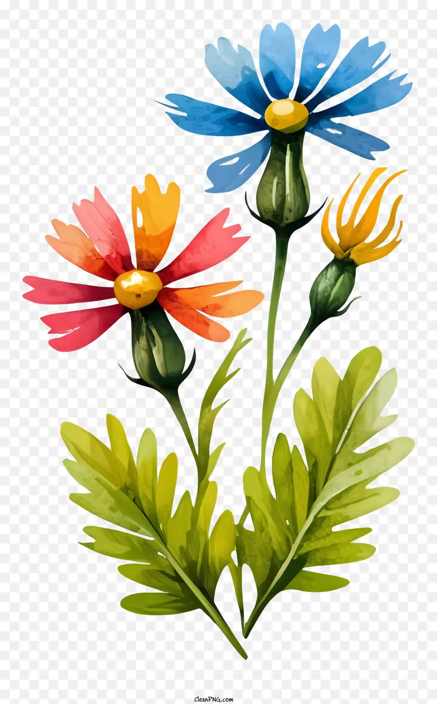 Fleurs，Multicolore PNG