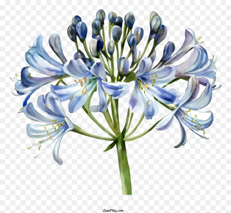 Aglai Bleu，Fleurs Bleues PNG