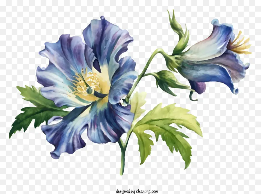 Fleur Peinture，Fleur Bleue Et Blanche PNG
