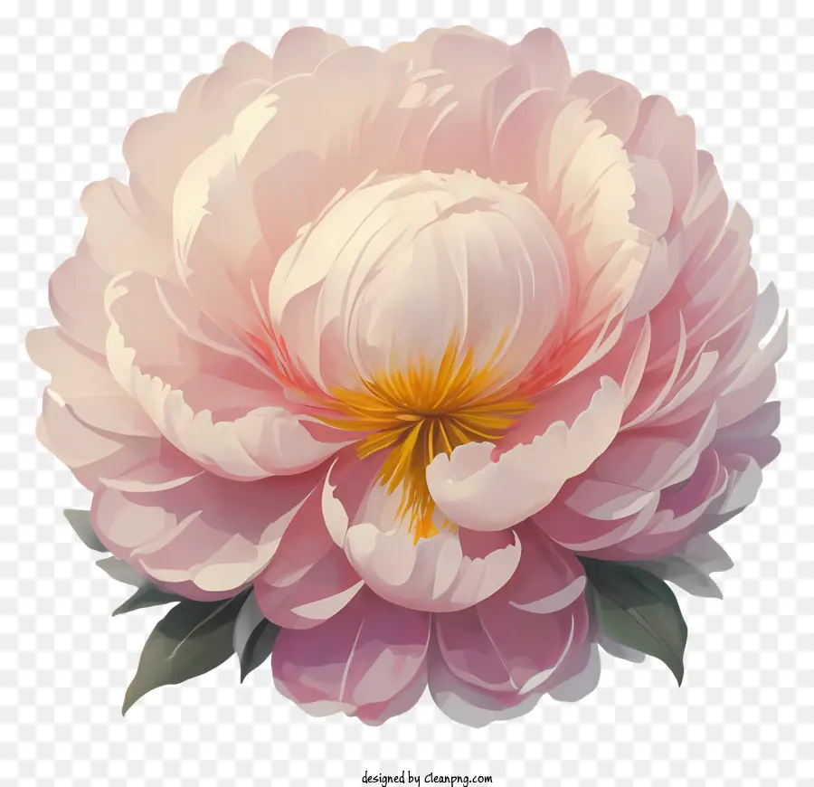 Pivoine Rose，Fleur Rose PNG