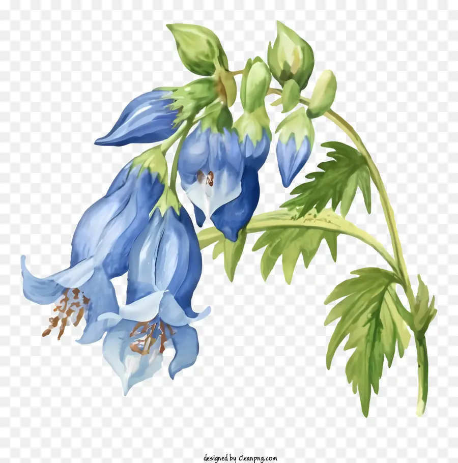 Fleur Bleue，Fleurs Bleues PNG