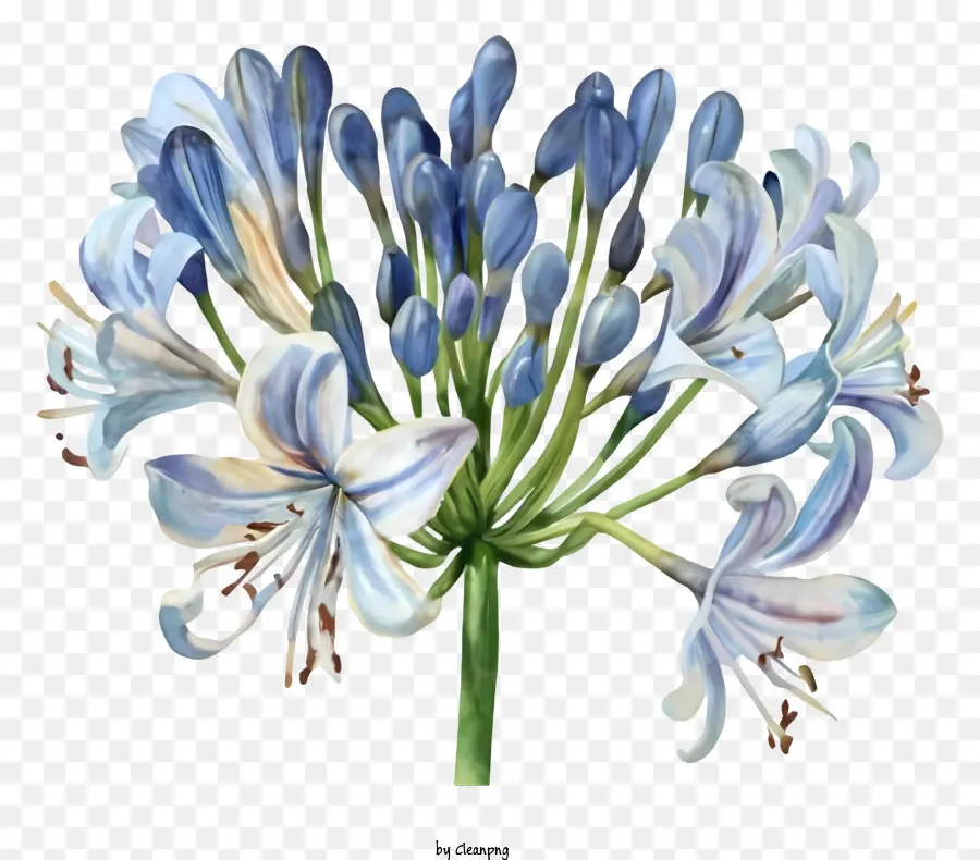 Bleu Iris，Fleur Peinture PNG