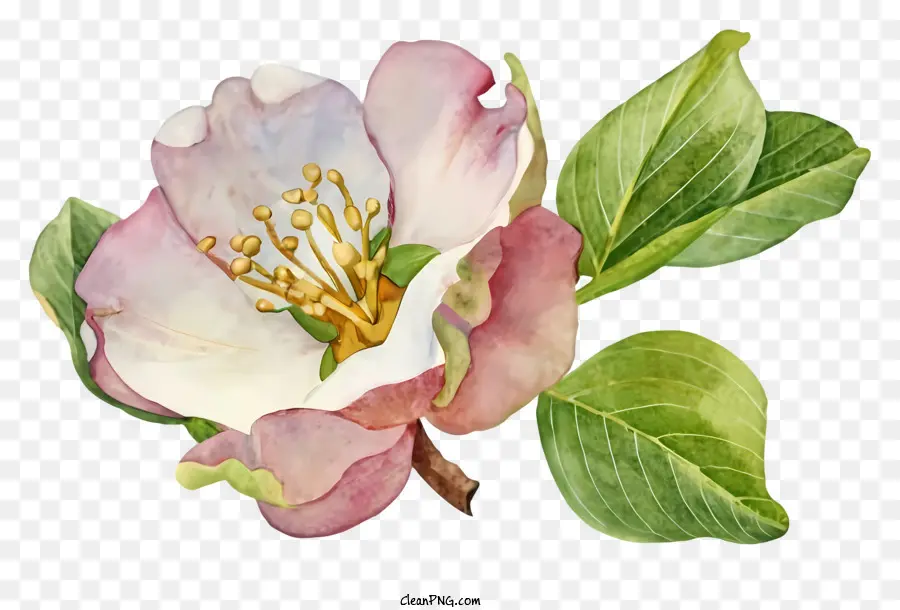 Peinture à L'aquarelle，Fleur PNG