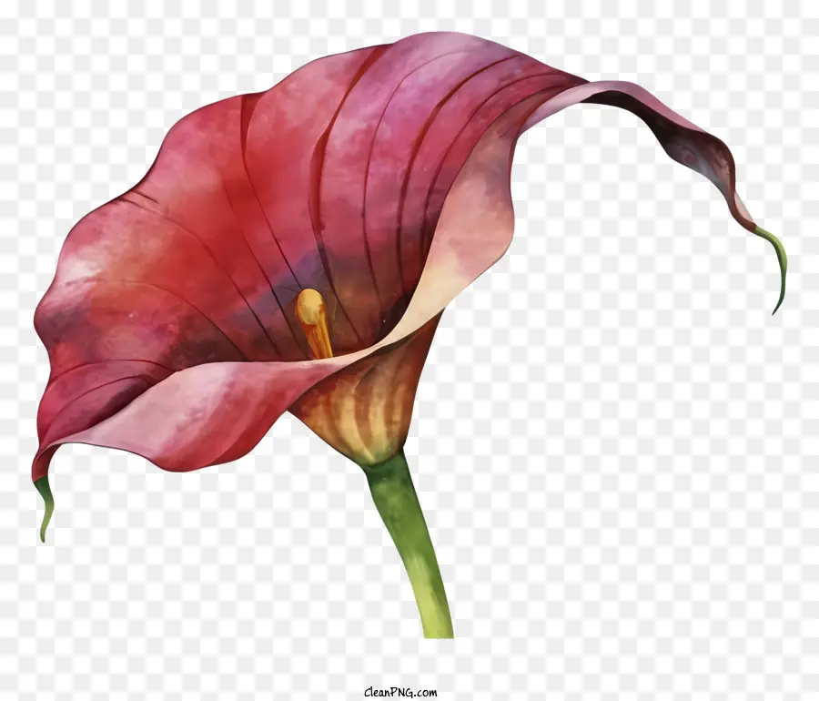 Lily Calla，Fleur Rose PNG