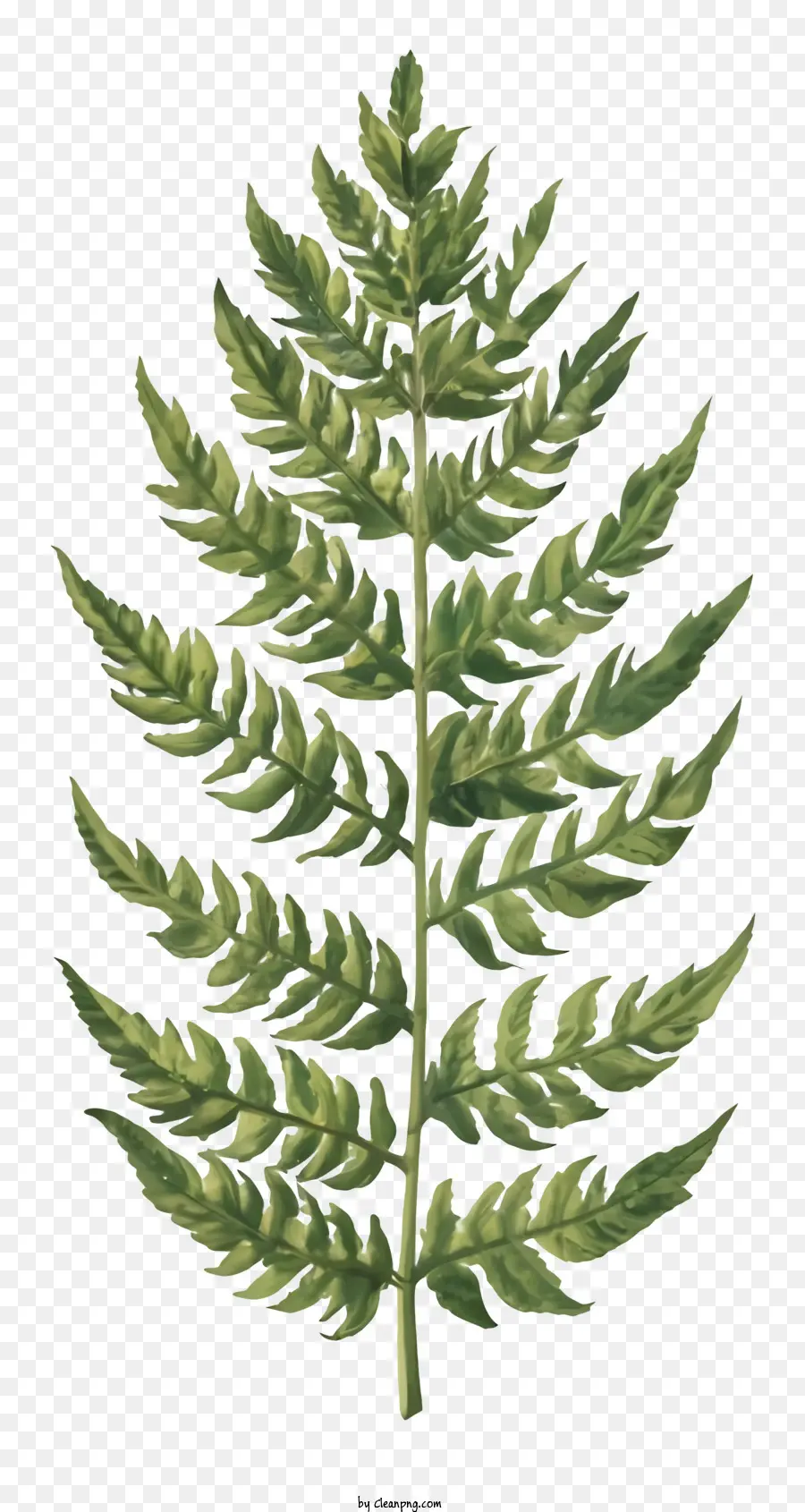 Feuille De Fougère，Feuille Verte PNG