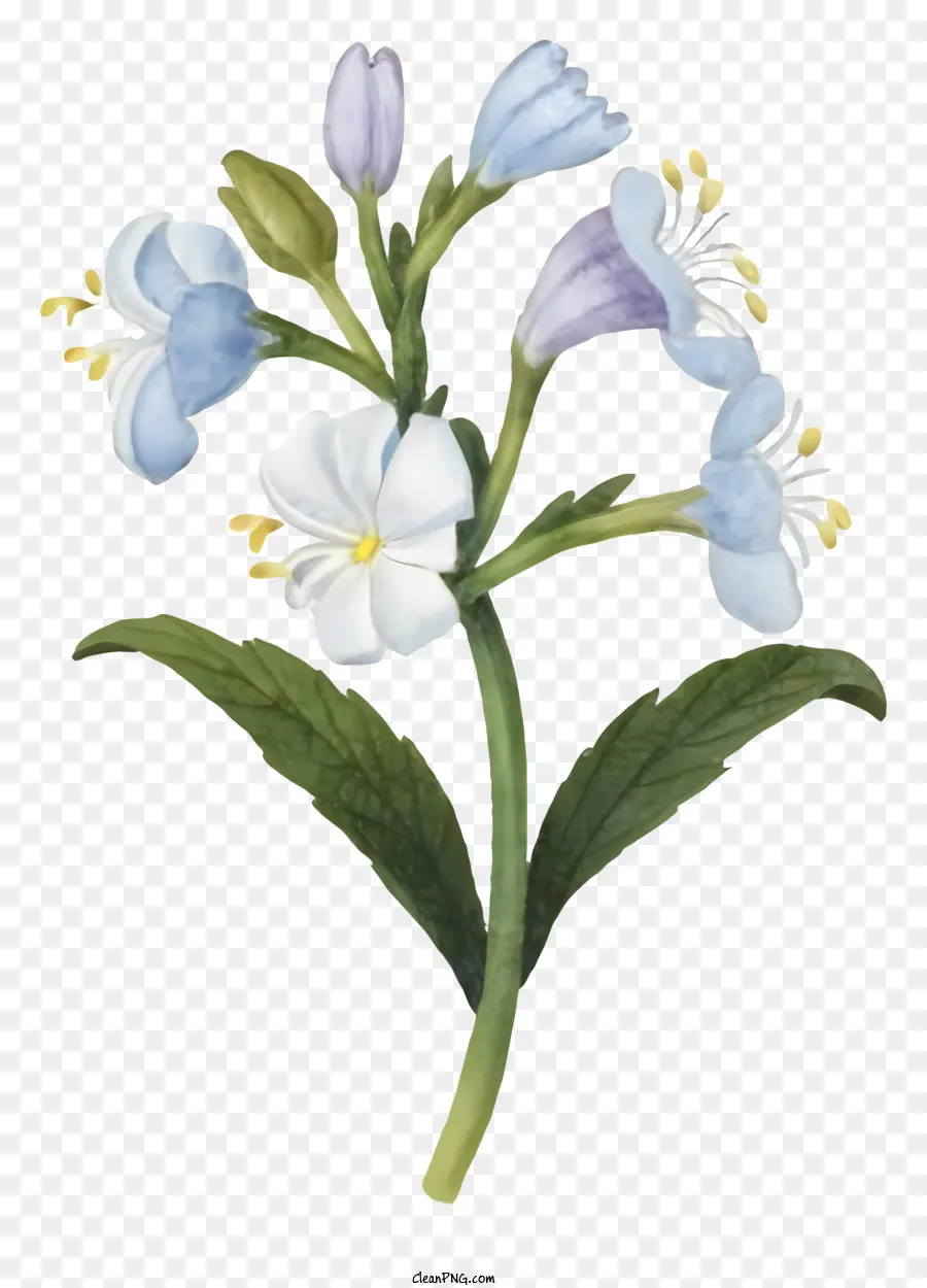 Fleur Bleue，Fleur Blanche PNG