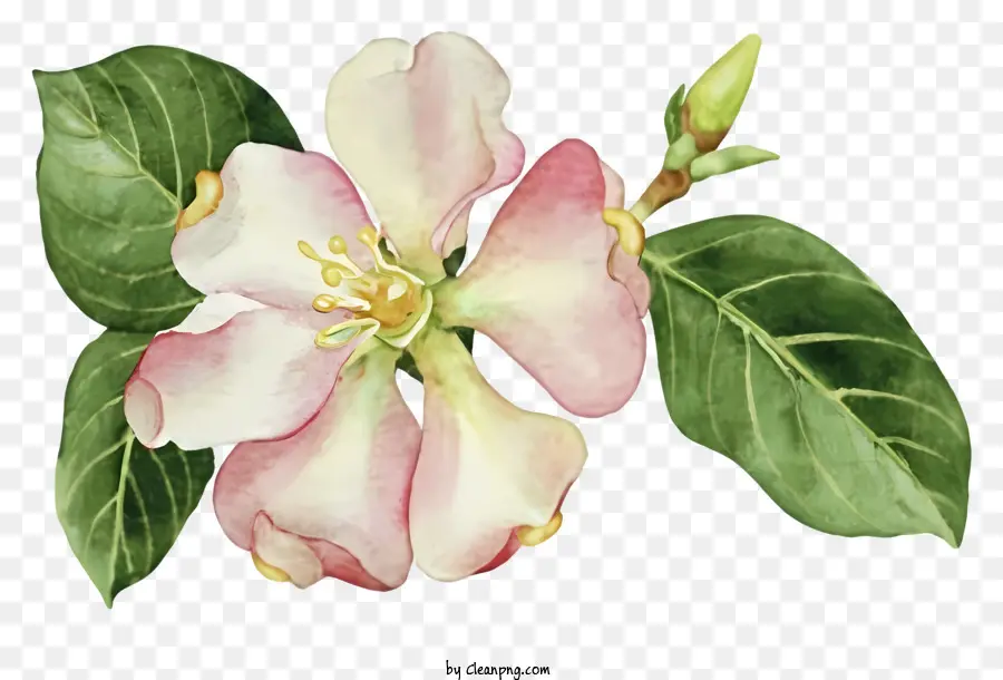 Fleur De Pomme Rose，Fleur Peinture PNG