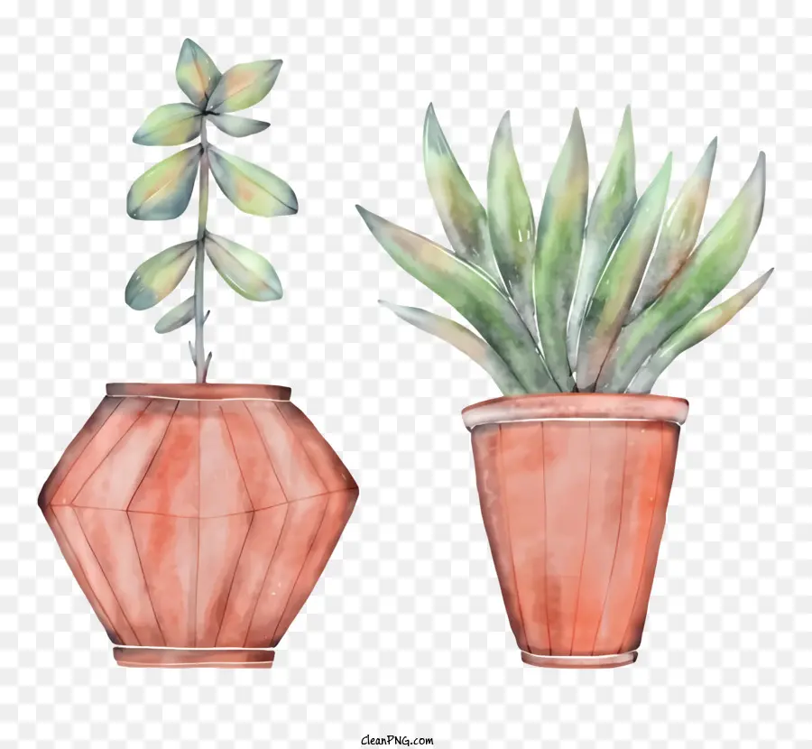 Les Plantes En Pot，Plante Succulente PNG