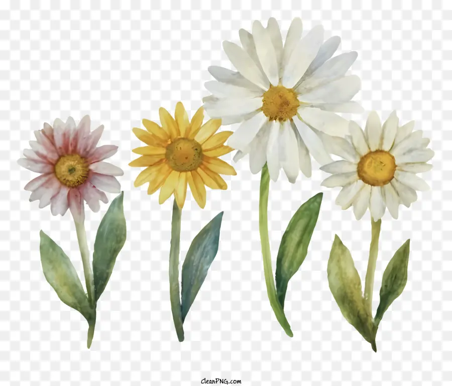 Marguerites，Fleurs Jaunes PNG