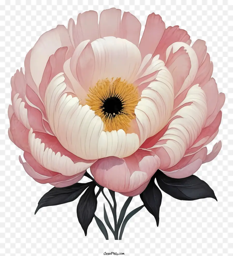 Pivoine Rose，Fleur Rouge PNG