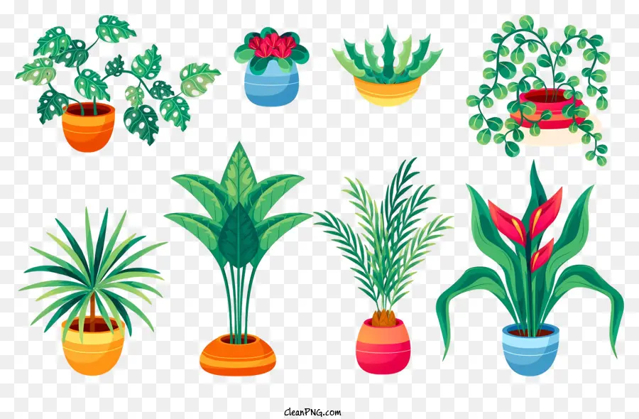 Plantes D'intérieur，Vases PNG