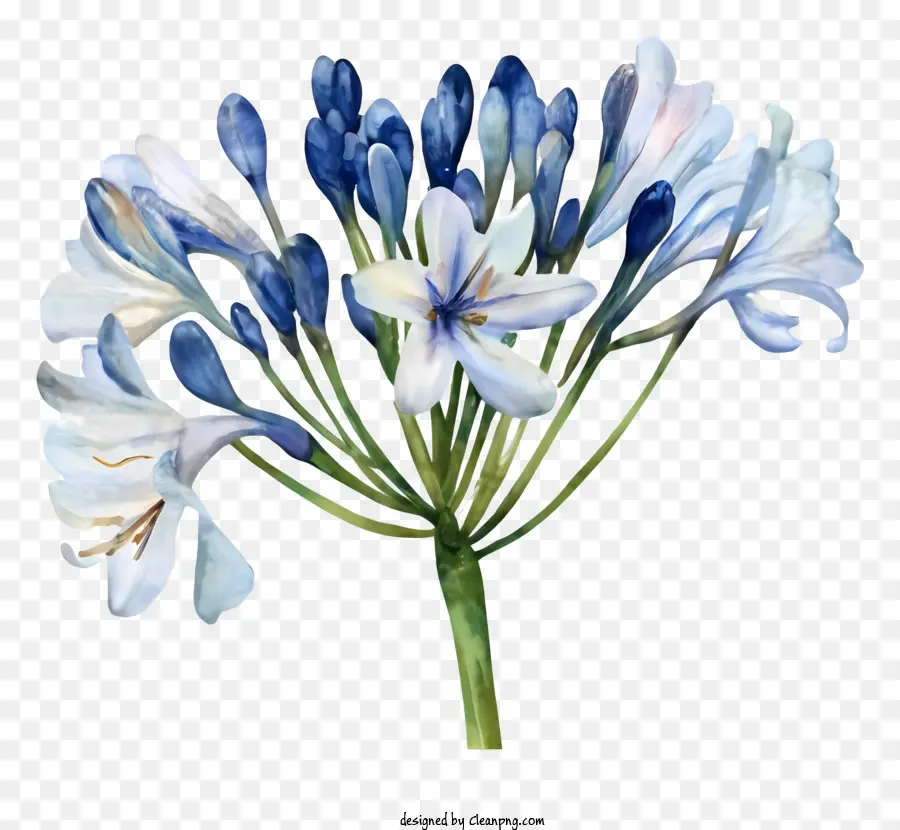 Fleur De Lis Bleu，Pétales Blancs PNG