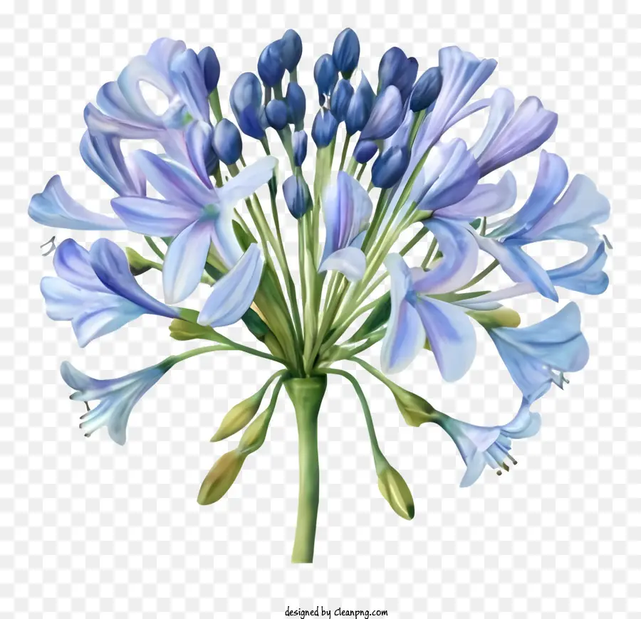 Fleurs Pourpres，Pétales Bleu PNG