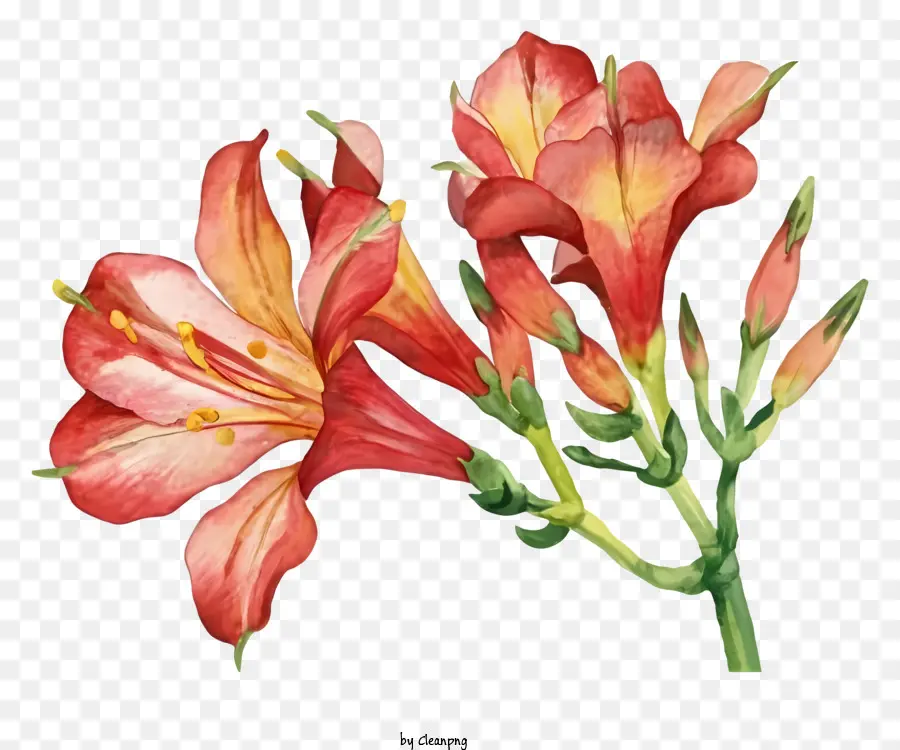 Lis Rouge Et Jaune，Fleur Avec Six Pétales PNG