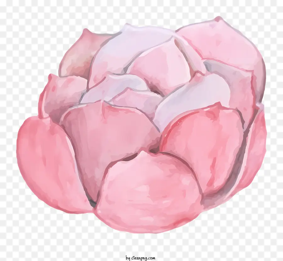 Aquarelle Fleur De Lotus，Lotus Rose Avec Centre Blanc PNG