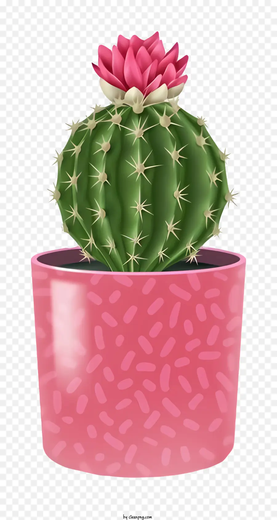 Pot De Cactus，Cactus PNG