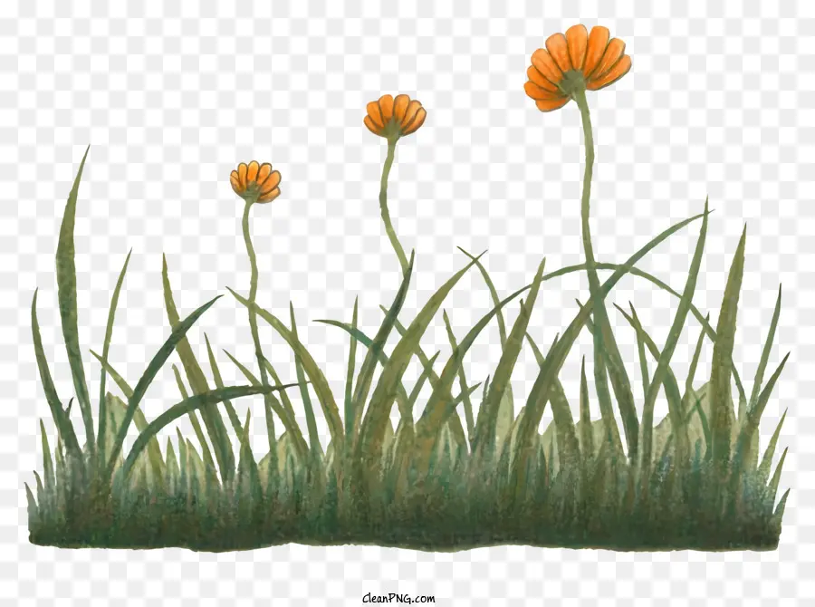 Fleurs Oranges，Herbe Avec Des Fleurs PNG