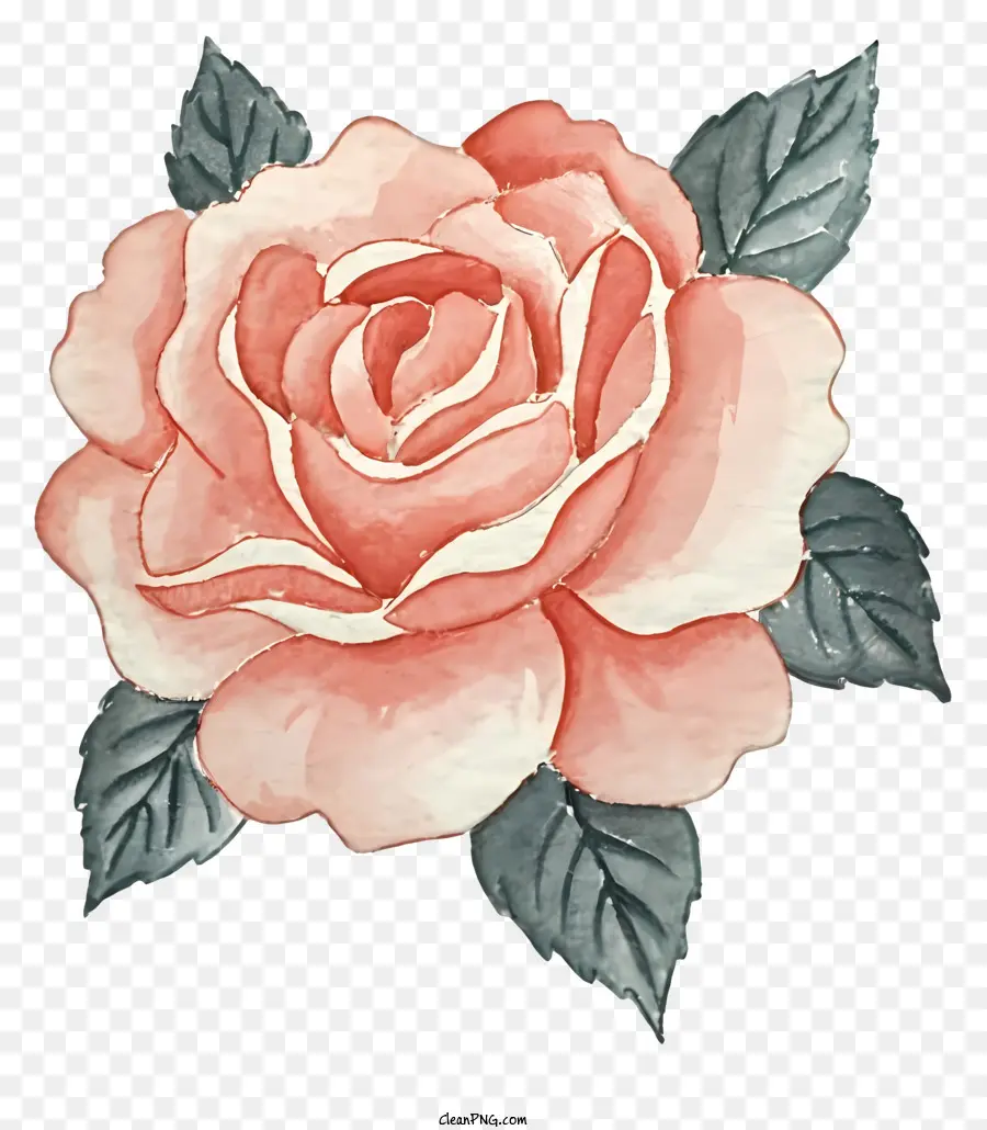 Rose Rose，Feuilles Vertes PNG