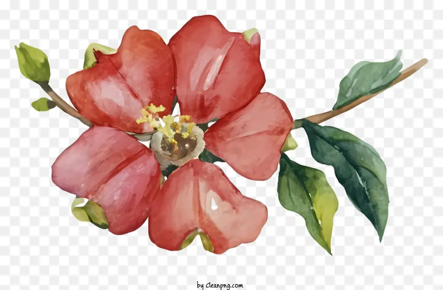 Peinture à L'aquarelle，Fleur Rose PNG