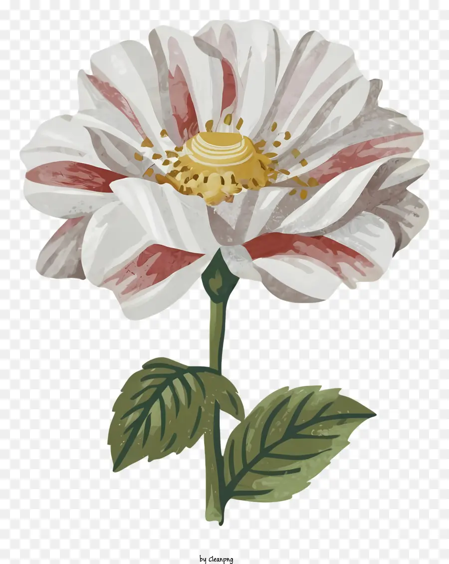 Rose，Rose Blanche Et Rose PNG