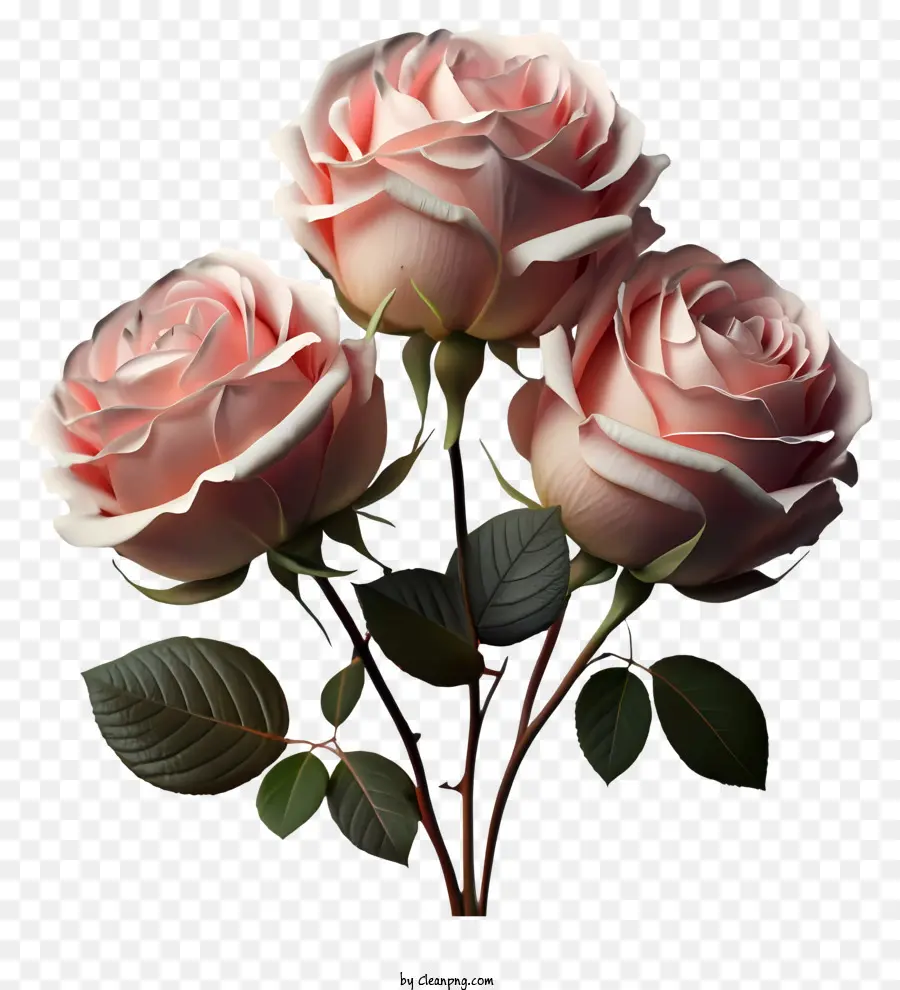 Roses Roses，Bourgeons PNG