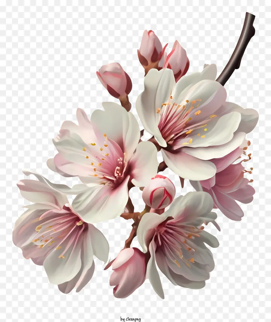 Fleurs Roses，Fleurs De Cerisier PNG