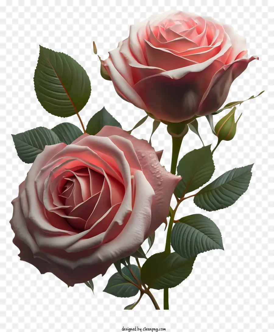 Modèles De Rose 3d，Roses Roses Et Blanches PNG