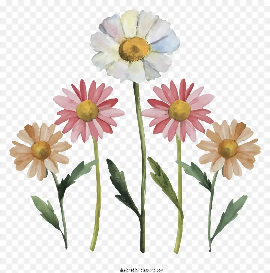 Peinture à L'aquarelle，Marguerites PNG