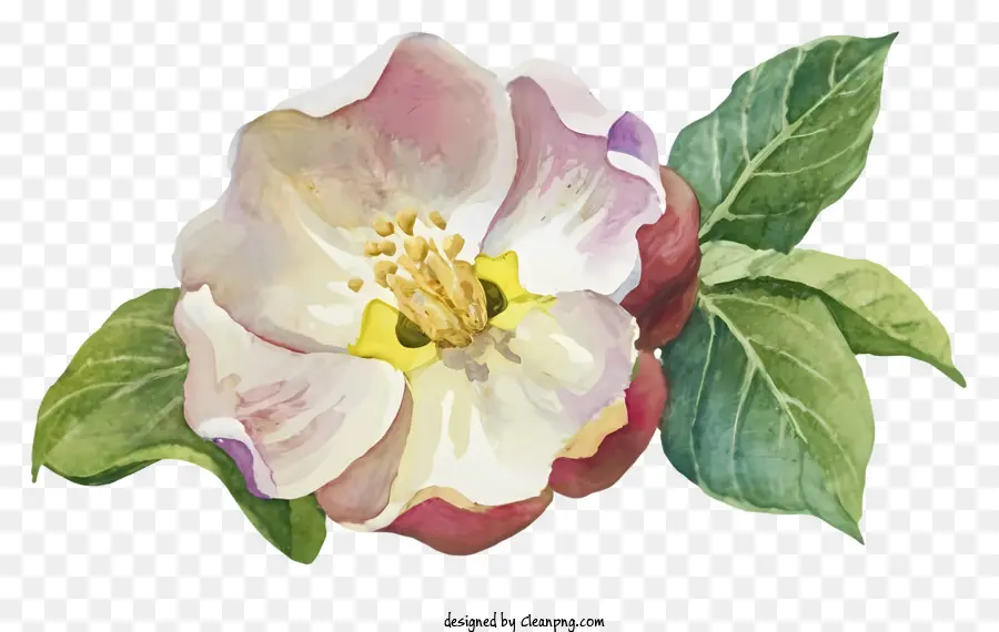 Fleur De Pommier，Fleur Rose PNG