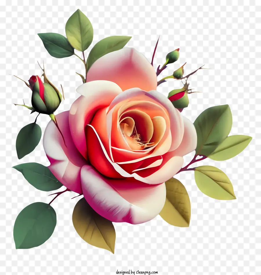 Rose Rose，Réaliste Rose PNG