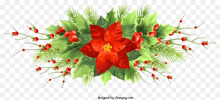 Poinsettia，Houx PNG