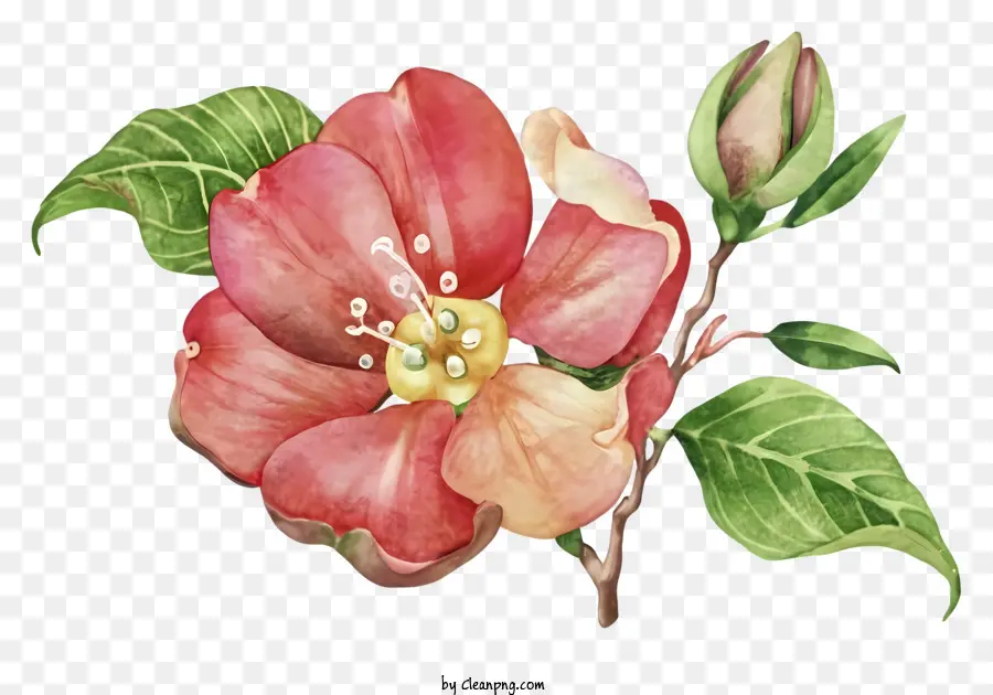 La Fleur De Pommier，Fleur De Pomme Rouge Et Rose PNG