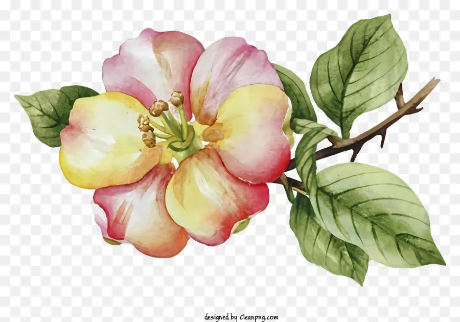 Fleur De Pomme Rose，Branche PNG