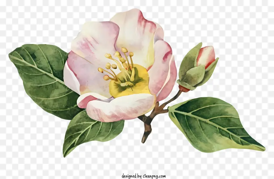 La Fleur De Pommier，Fleur Rose PNG