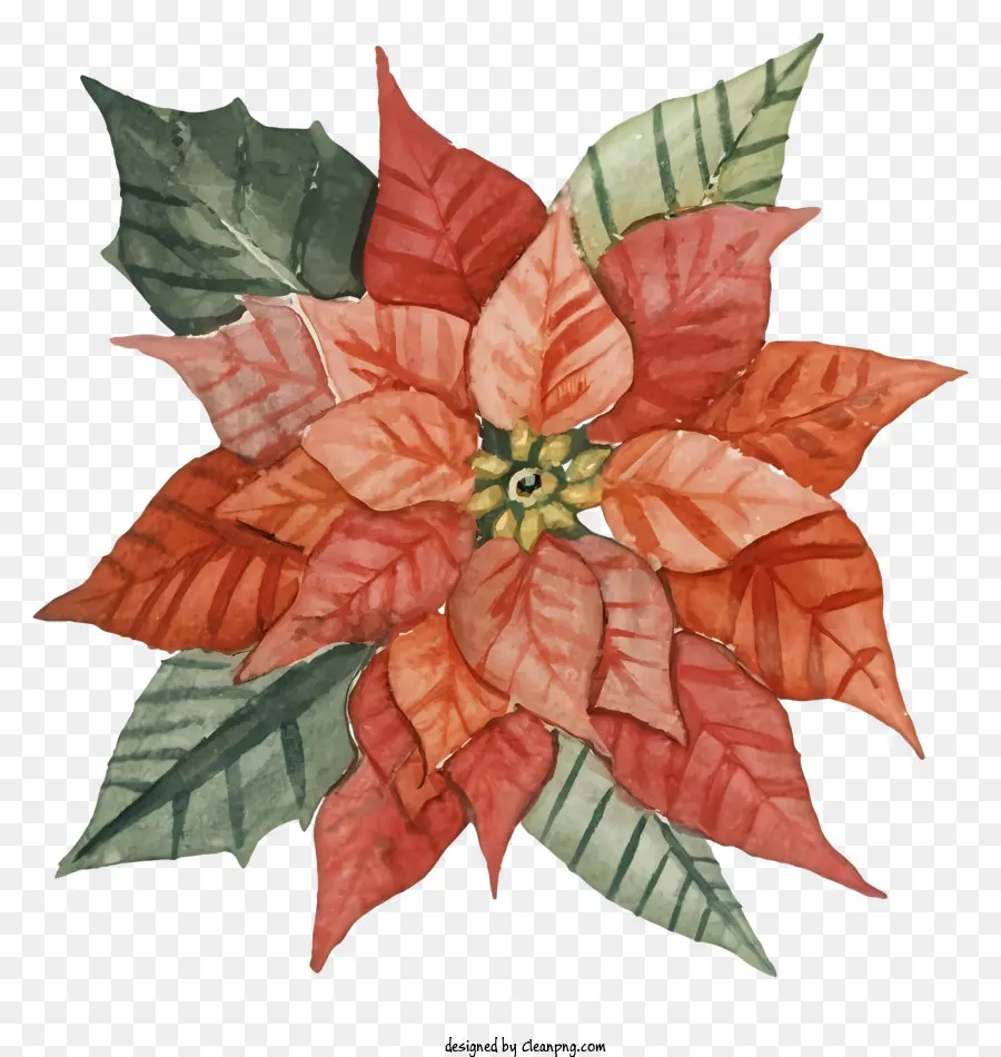 Fleur Rouge，Poinsettia PNG