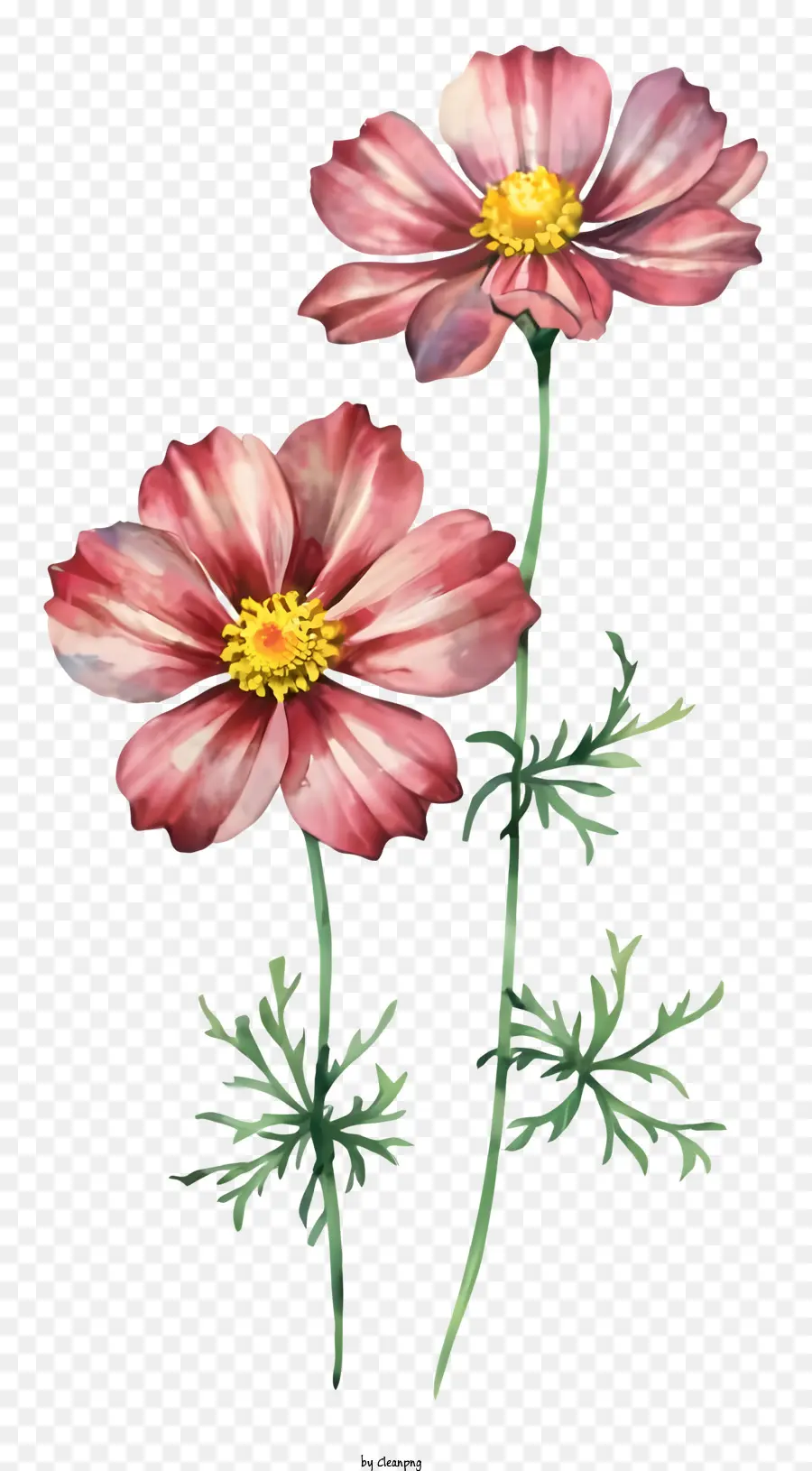 Fleurs Roses，Fleur PNG