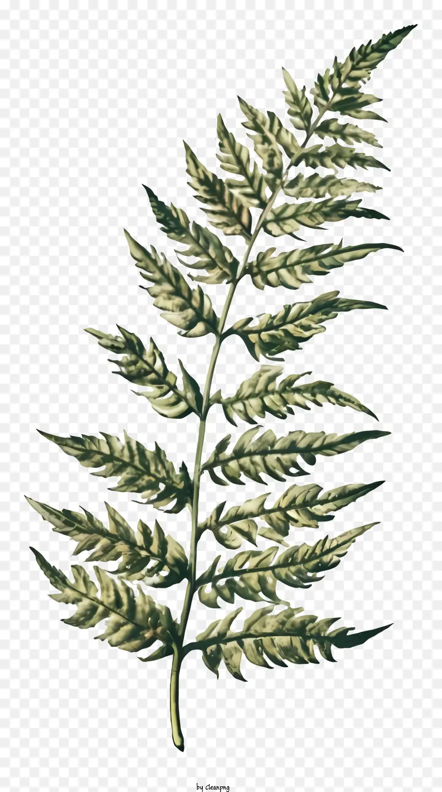 Feuille De Fougère，Herbe PNG