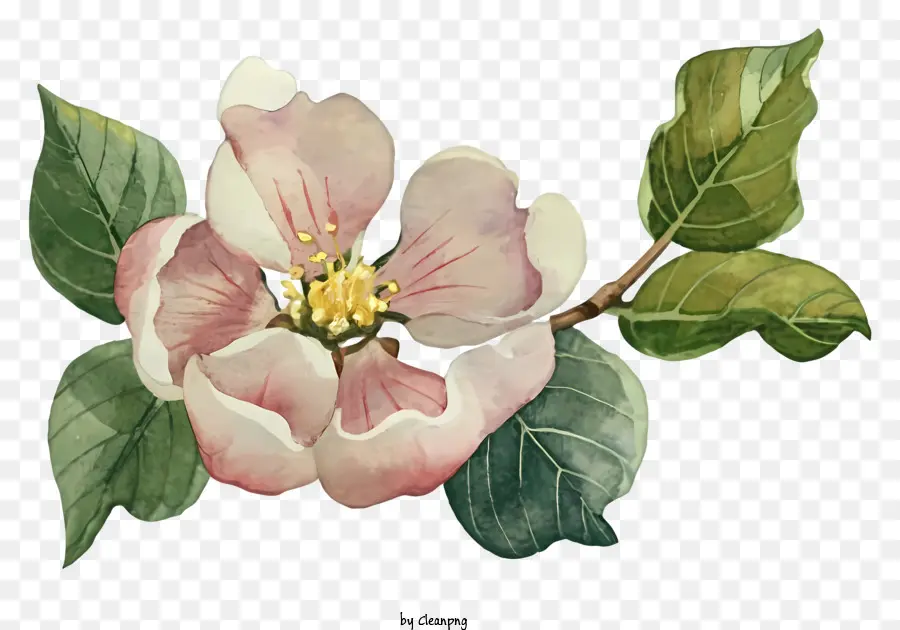 Fleur De Pomme Rose，Peinture PNG