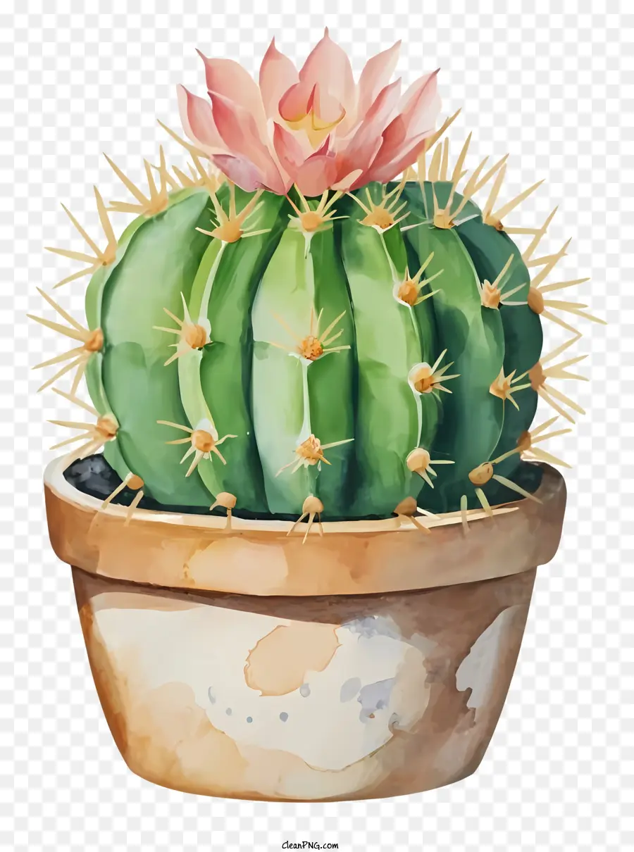 Cactus，Fleurs Roses PNG