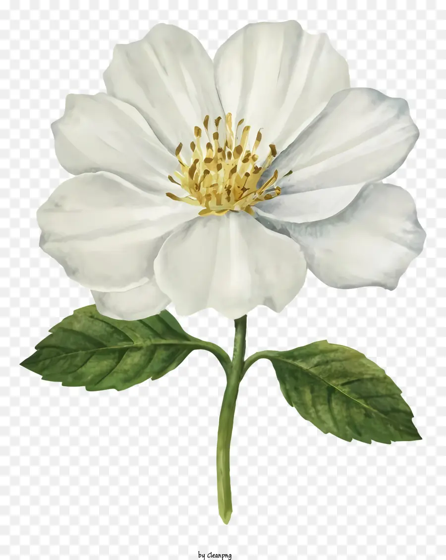 Fleur Blanche，Feuilles Vertes PNG