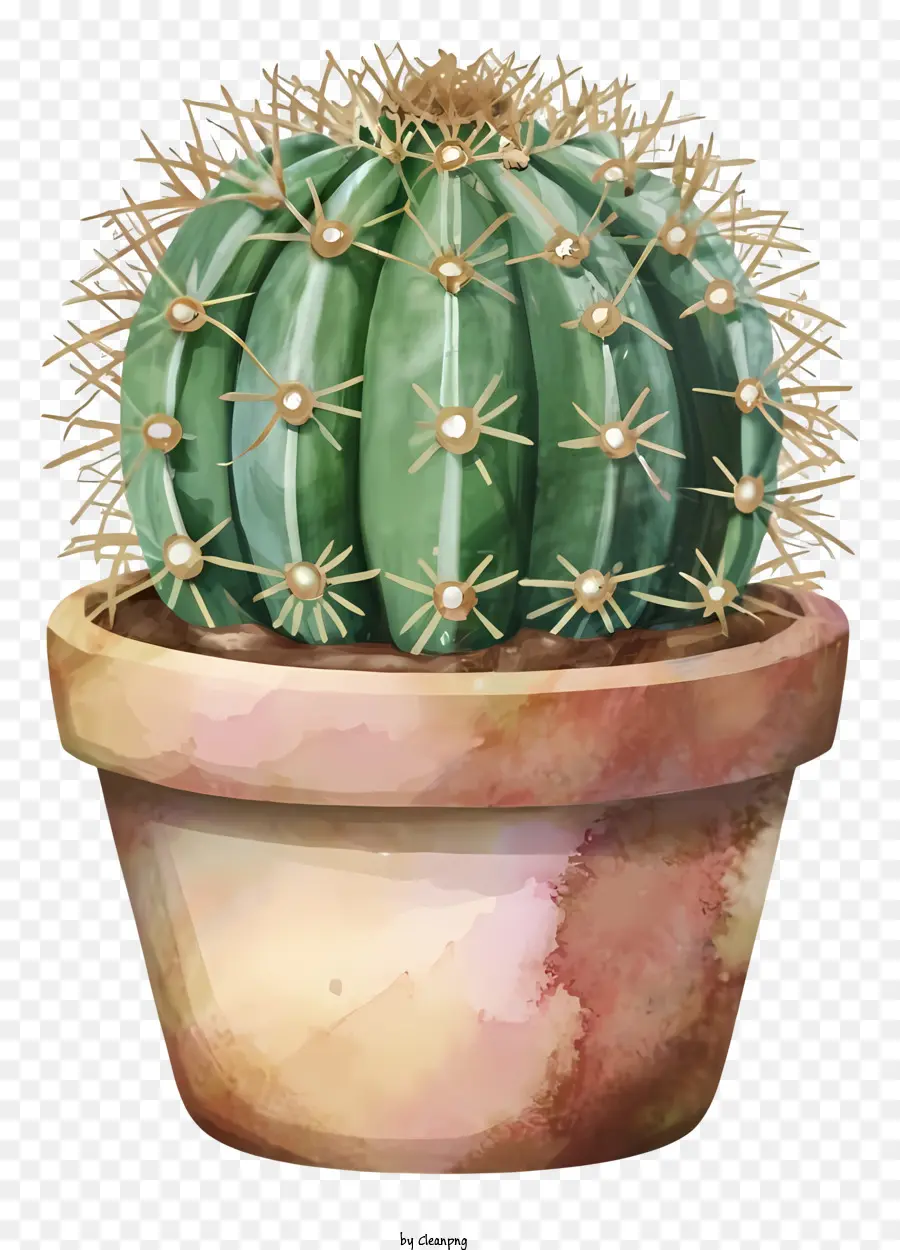 Pot De Cactus，Cactus PNG