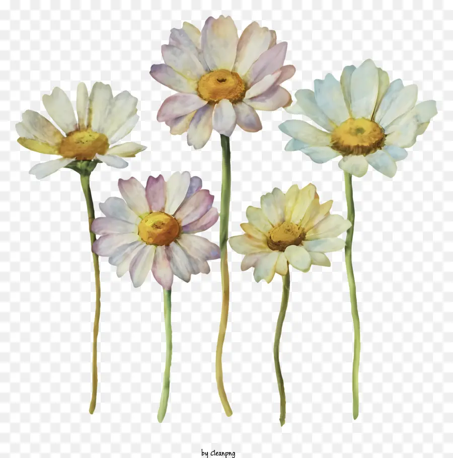 Marguerites，Fleurs PNG