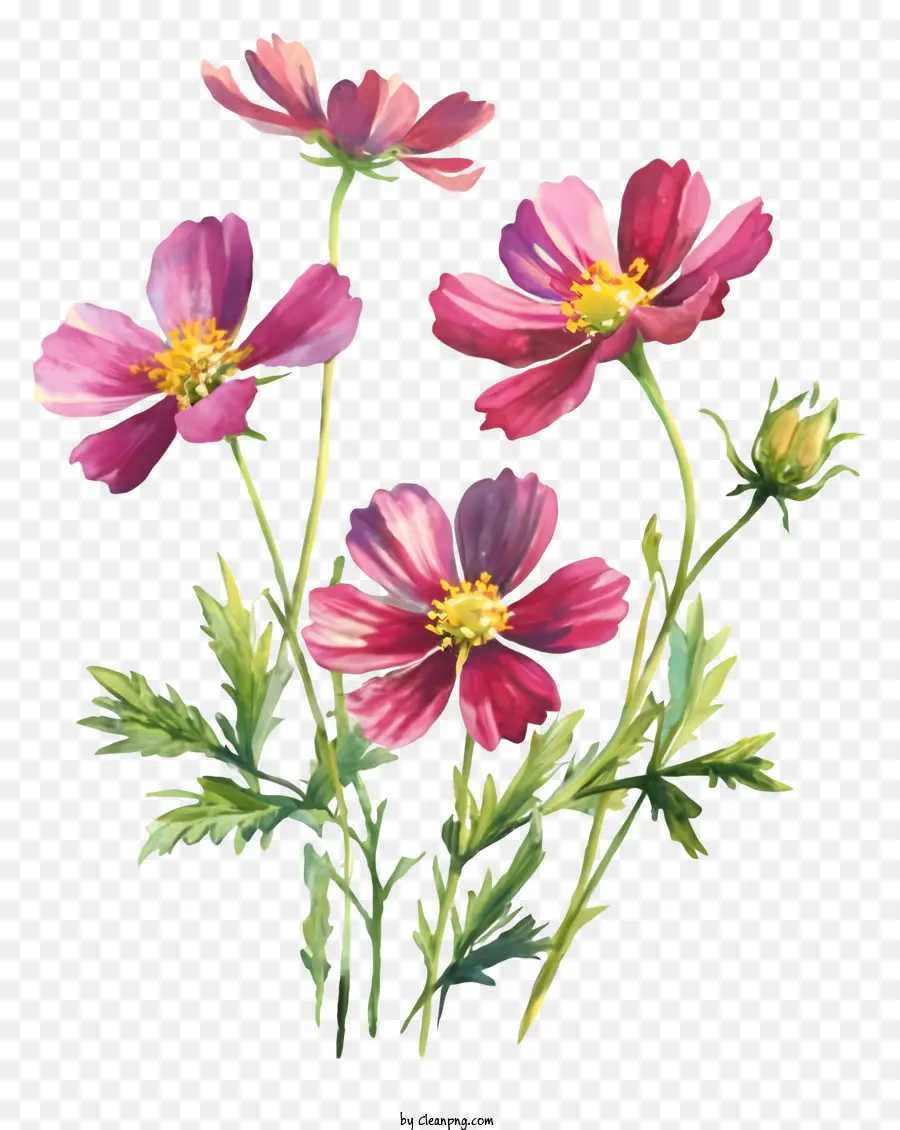 Fleurs Roses，Fleurs Du Cosmos PNG