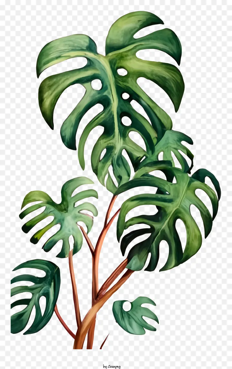 Monstre Plante，Plante Tropicale PNG