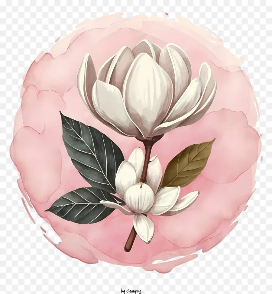 Peinture à L'aquarelle，Fleur De Magnolia Blanche PNG