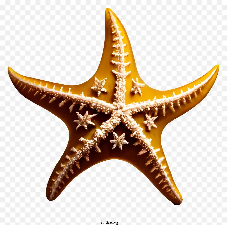 Doré Des étoiles De Mer，étoiles De Mer Bispottées PNG